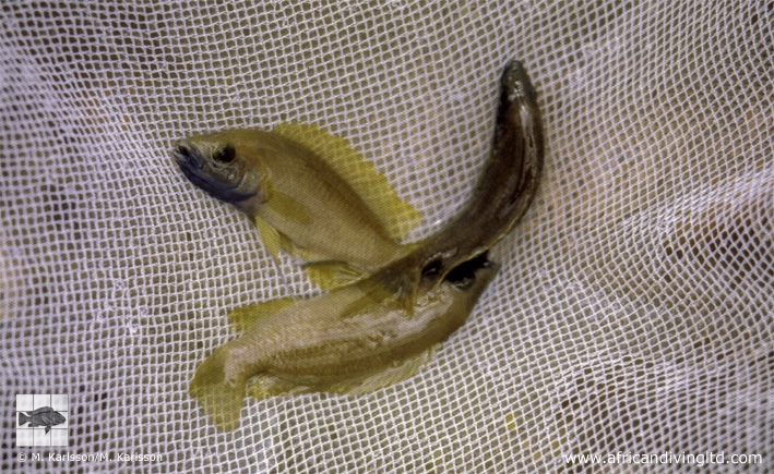 Neolamprologus sp. 'leleupi blue chin' Lupota